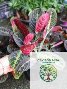 cây đuôi công đỏ
