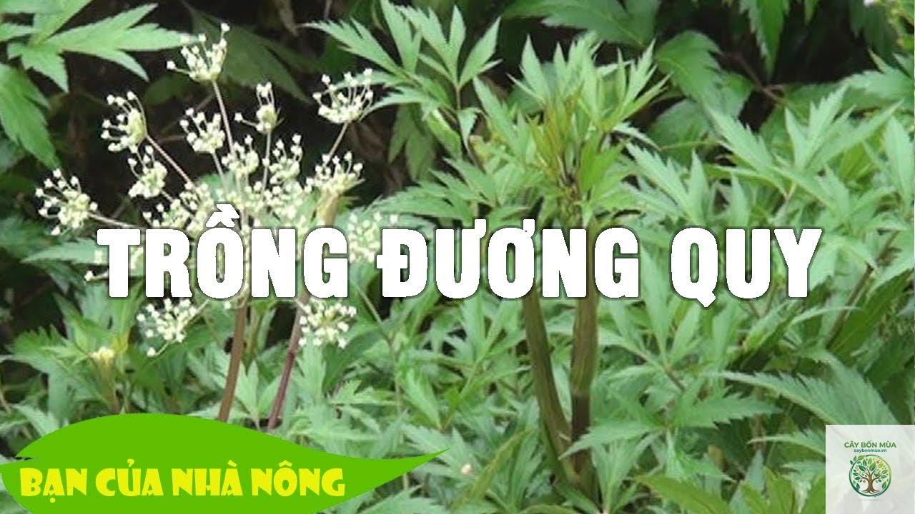 cây đương quy Nhật - Image 5