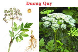 cây đương quy bắc