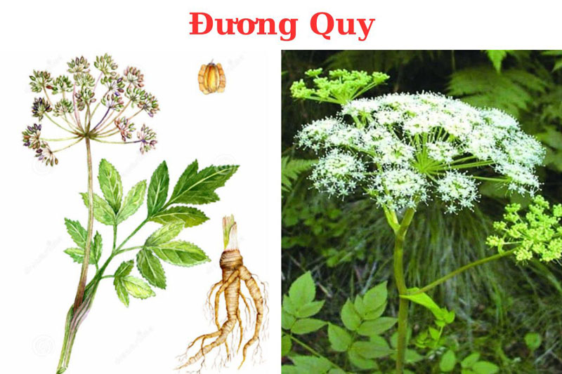 cây đương quy bắc