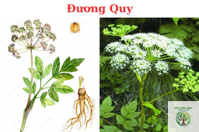 cây đương quy nam - Image 2