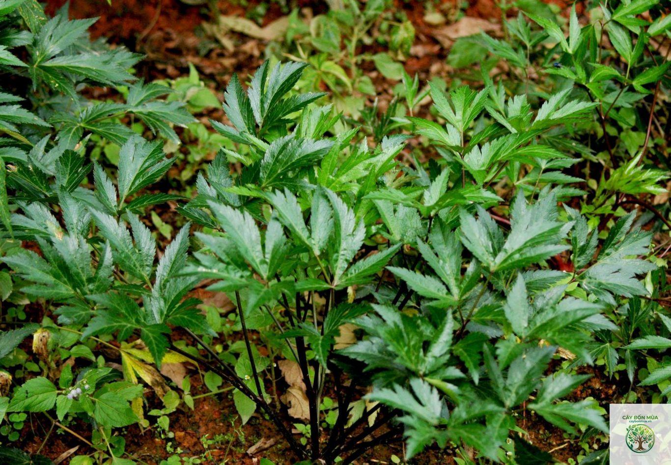 cây đương quy nam - Image 4