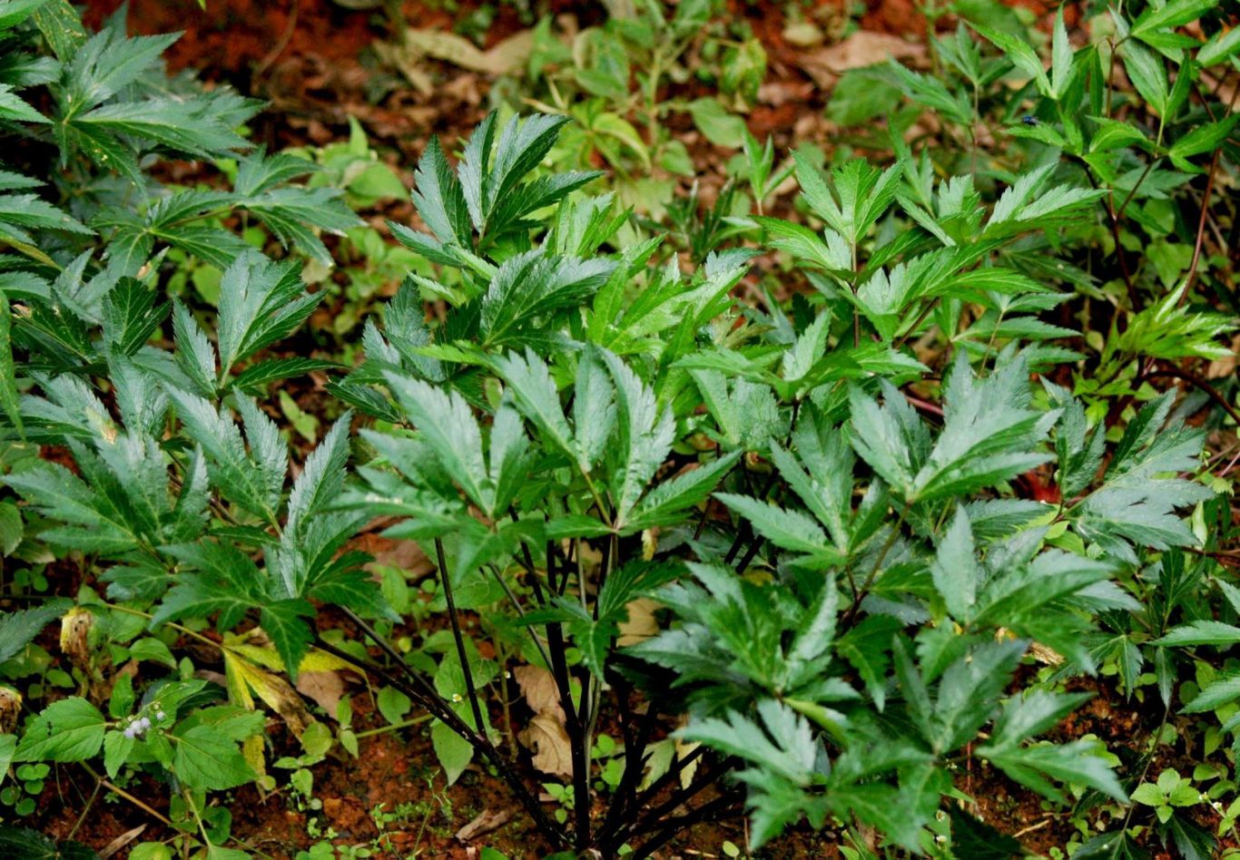 cây đương quy nam - Image 5