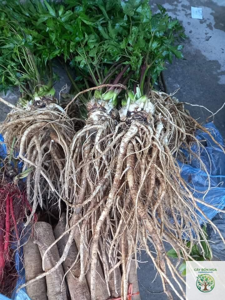 cây đương quy rừng - Image 4