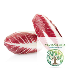 cây endive - Image 3