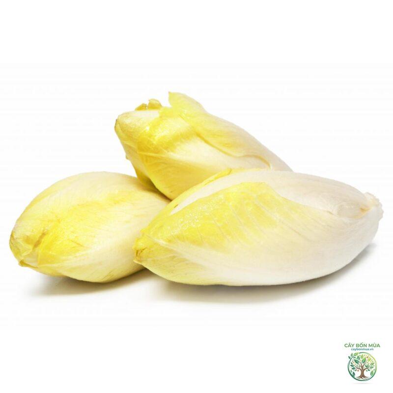 cây endive