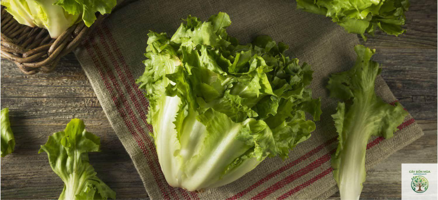 cây escarole - Image 2