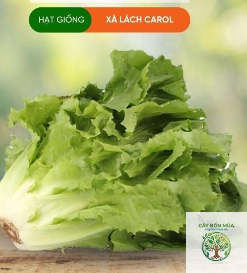 cây escarole - Image 3