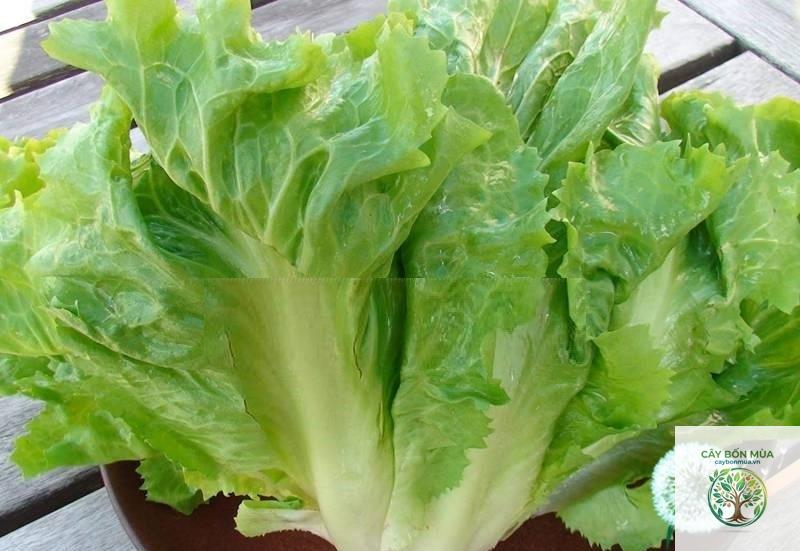 cây escarole - Image 4