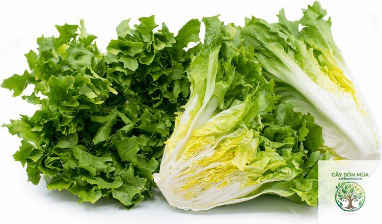 cây escarole