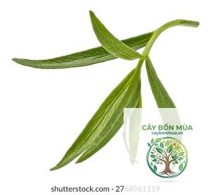 cây estragon - Image 4