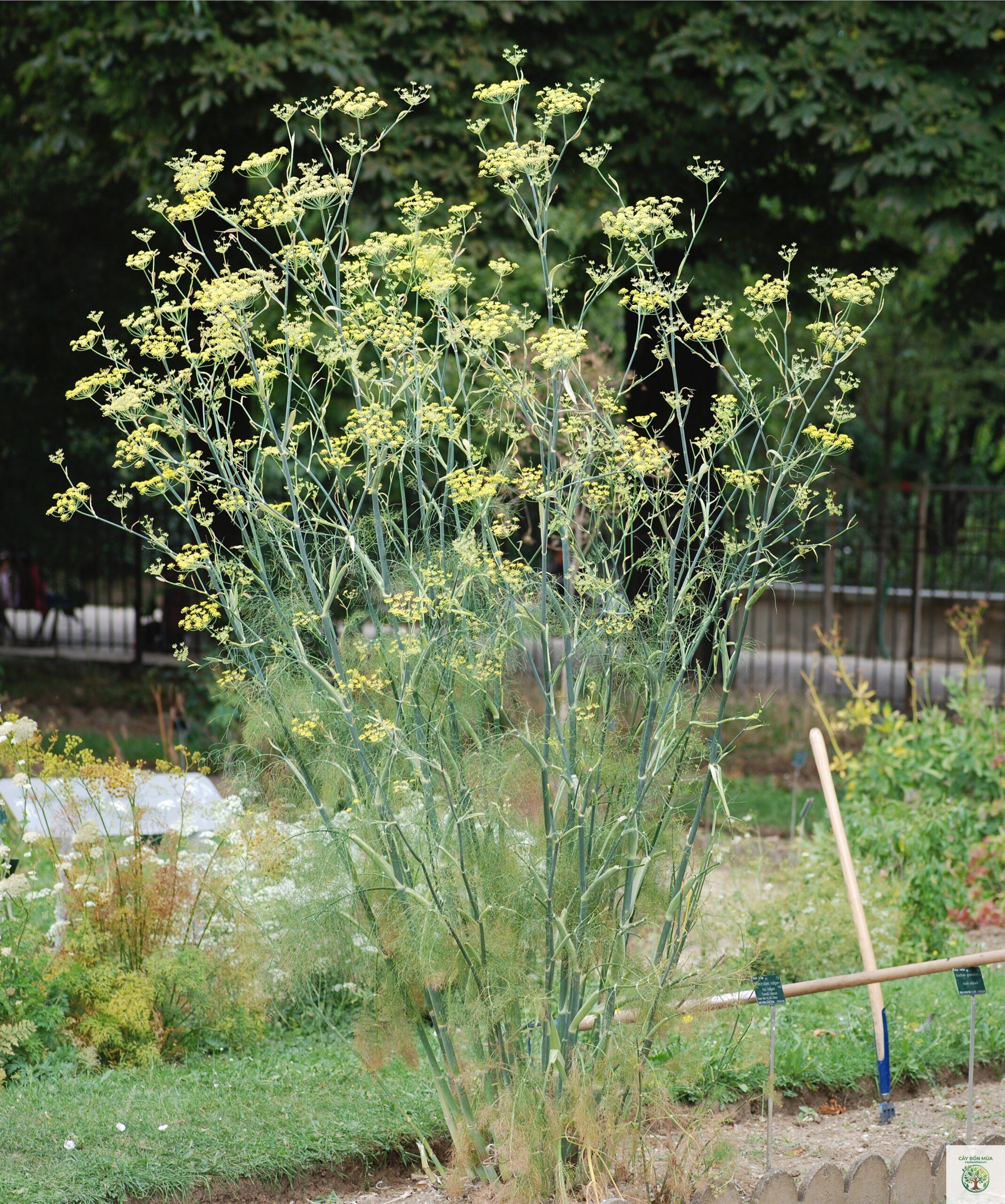 cây fennel - Image 1
