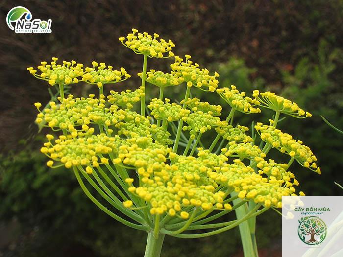 cây fennel - Image 2