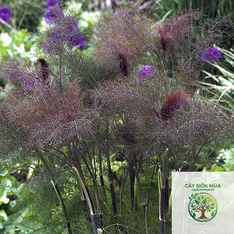 cây fennel Bronze - Image 2