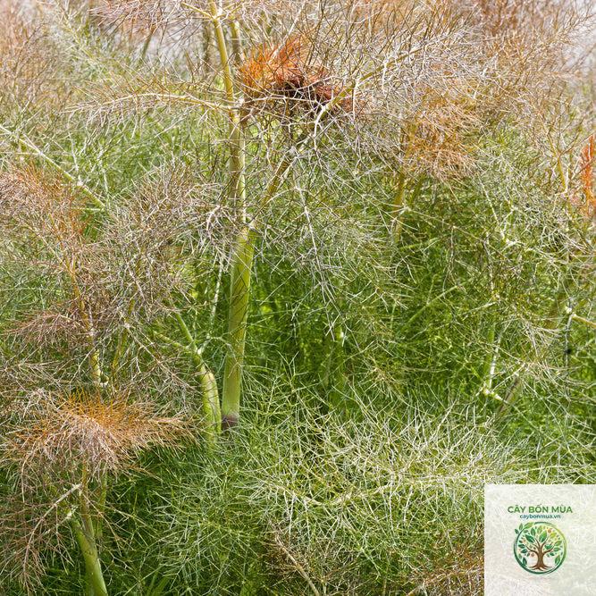 cây fennel Bronze - Image 3
