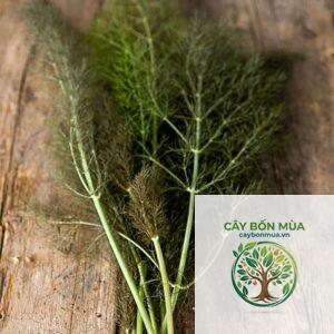 cây fennel Bronze