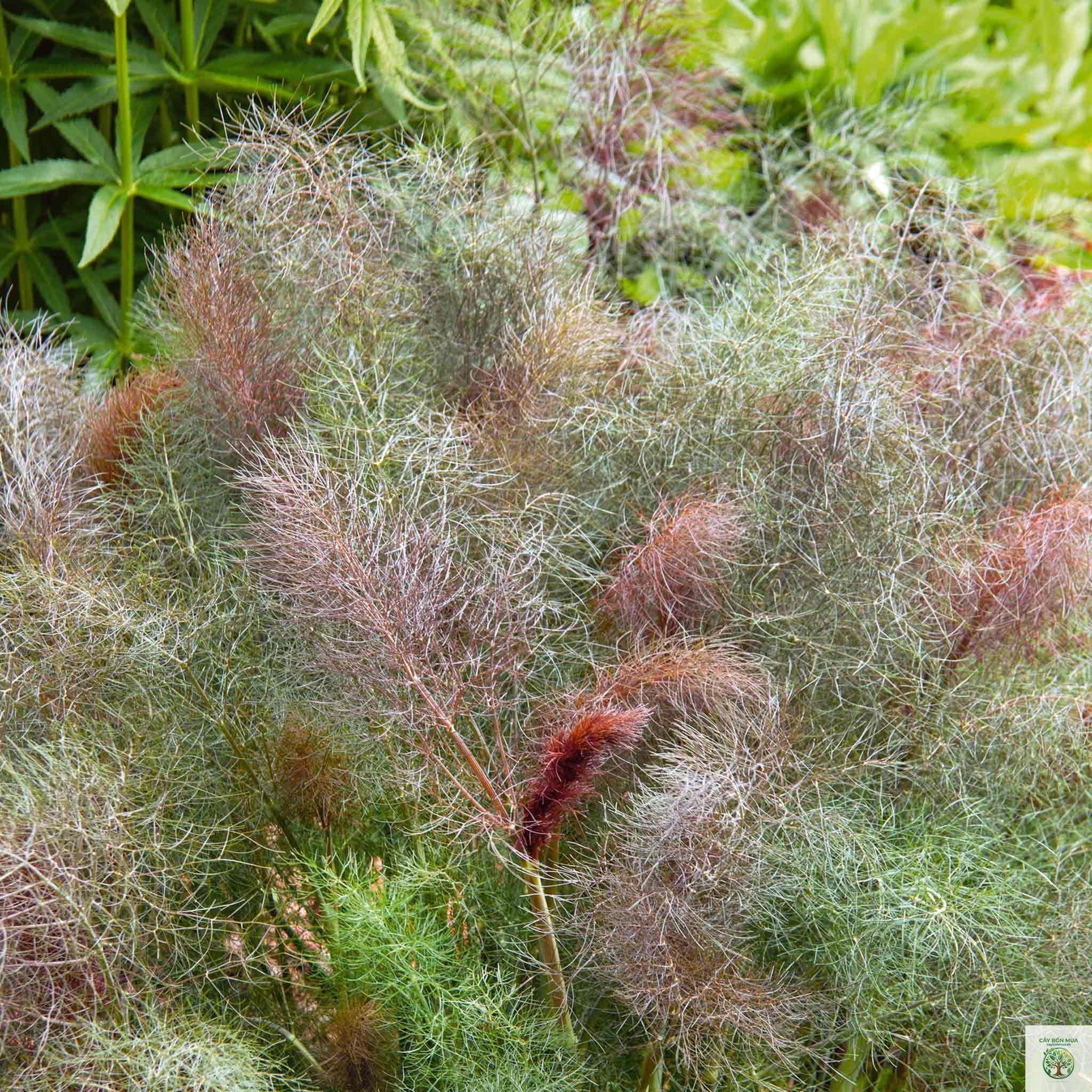 cây fennel Bronze - Image 5