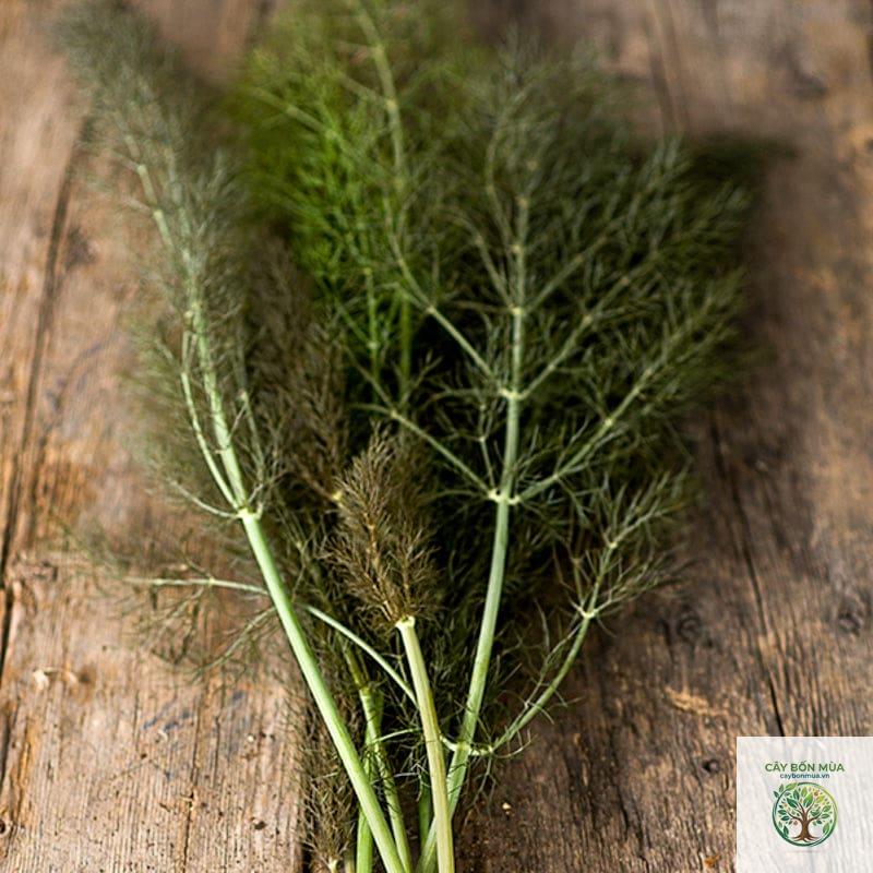 cây fennel Bronze
