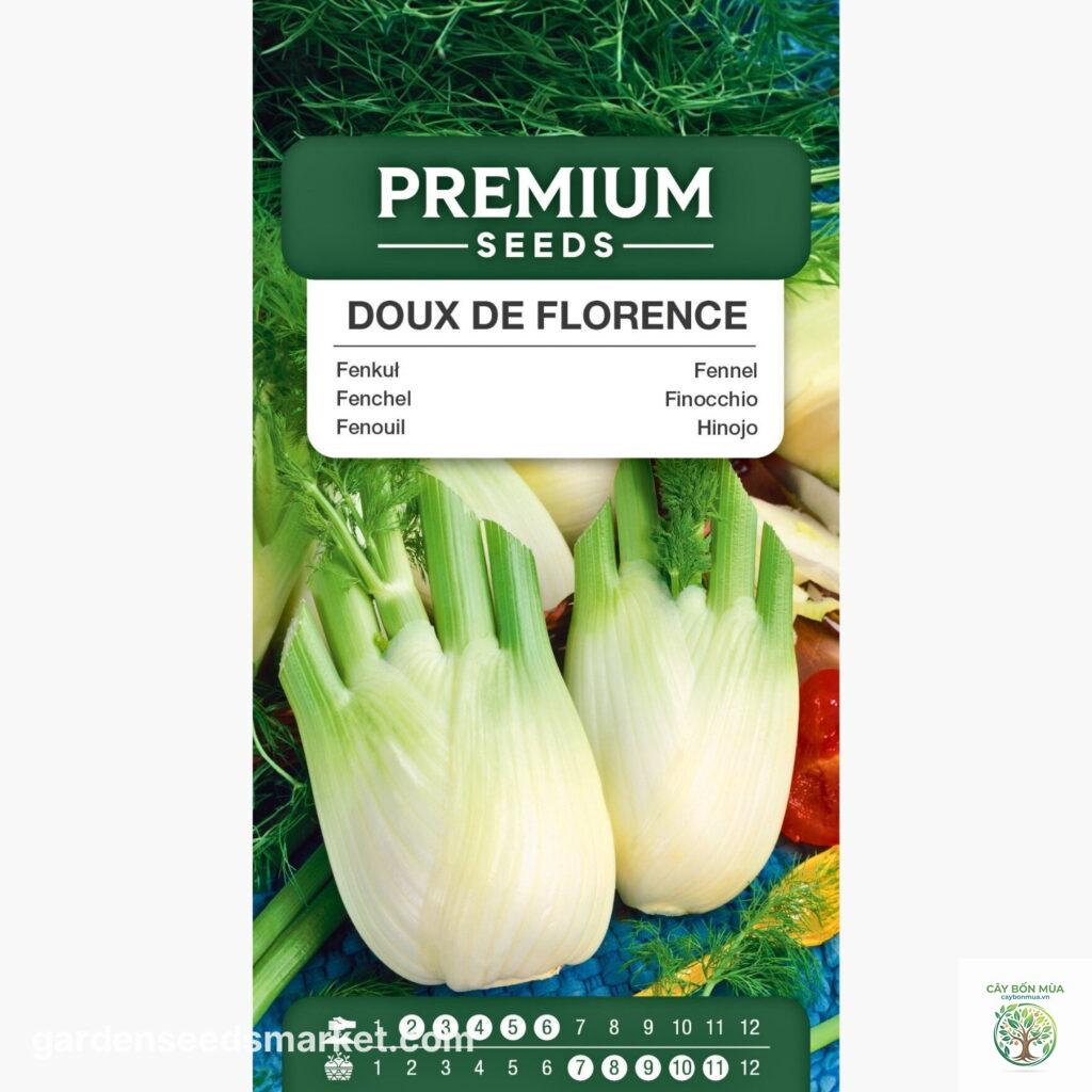 cây fennel Florence
