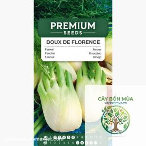 cây fennel Florence