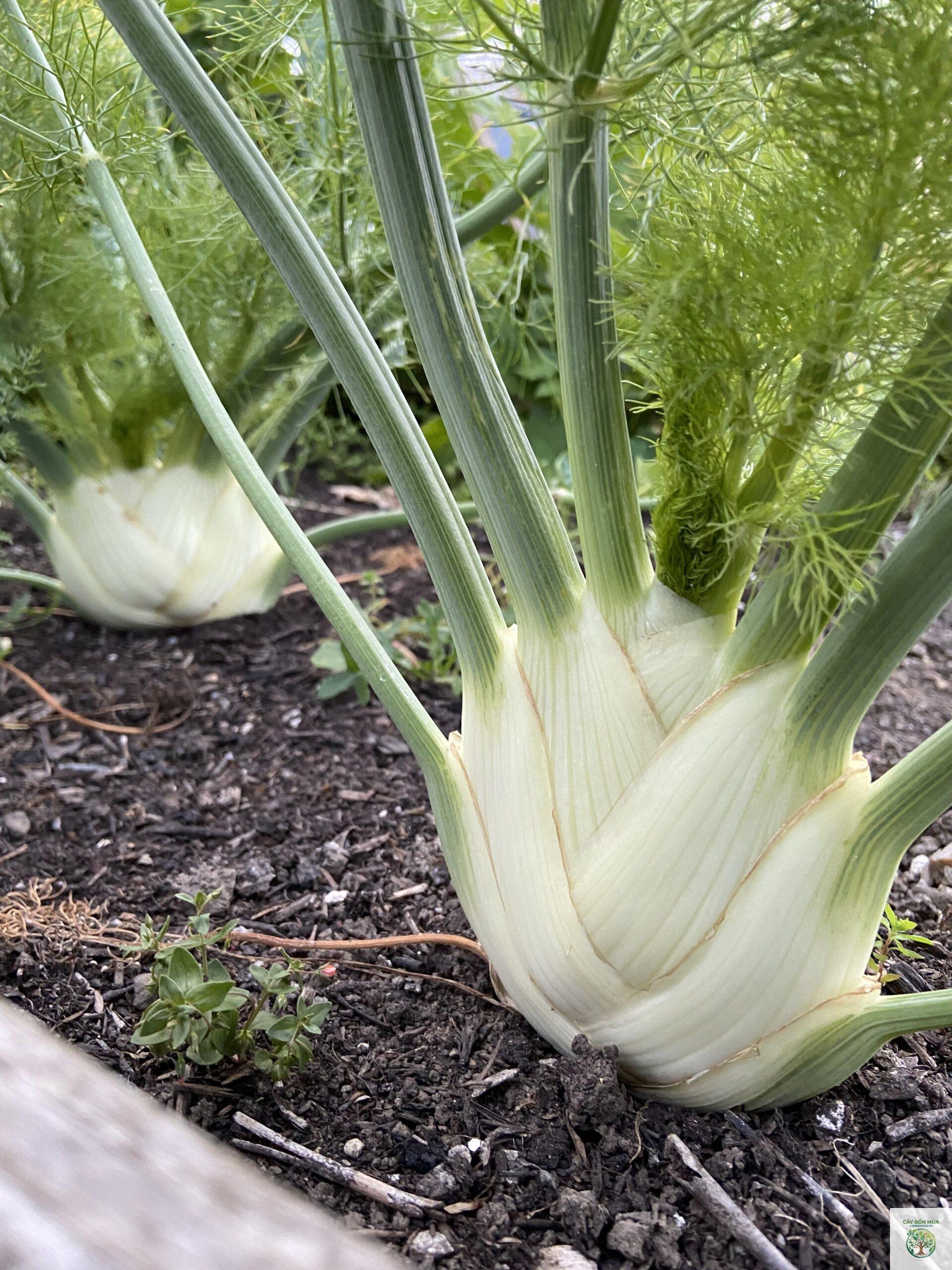 cây fennel Florence - Image 4