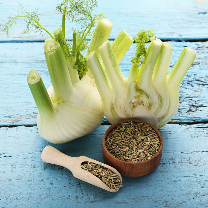 cây fennel Florence - Image 5