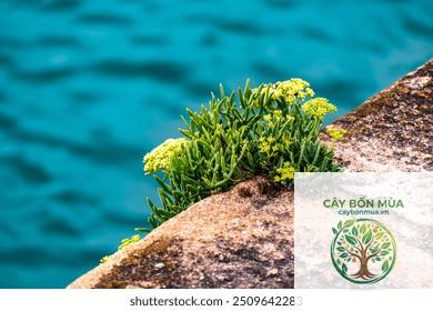 cây fennel biển - Image 2