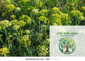 cây fennel biển