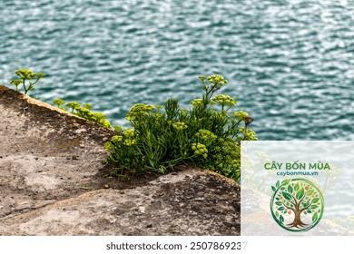 cây fennel biển - Image 4