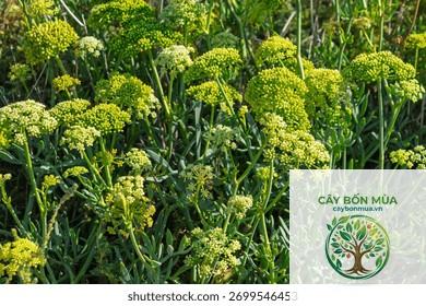 cây fennel biển