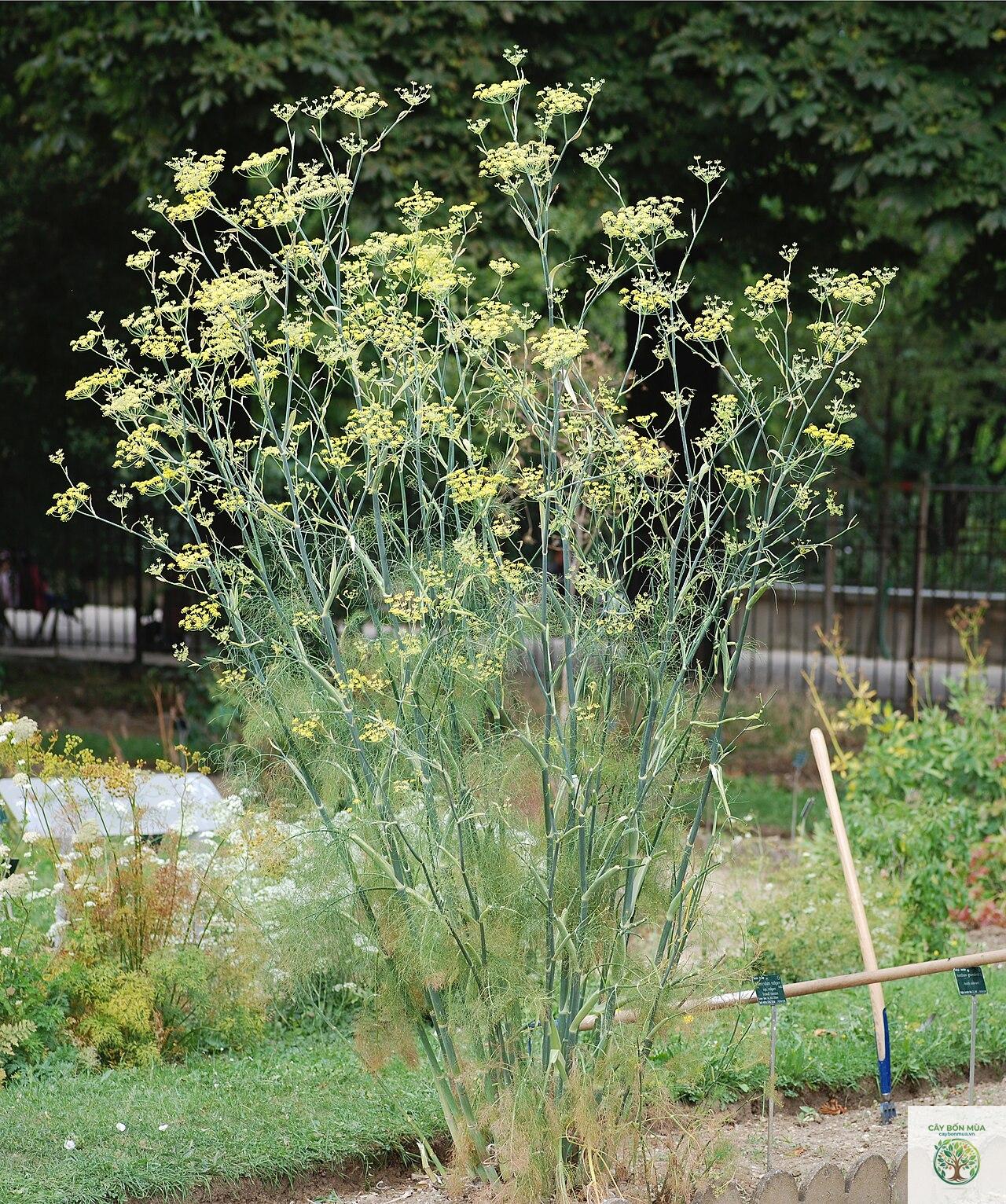 cây fennel hoang - Image 1