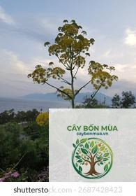 cây fennel hoang - Image 2