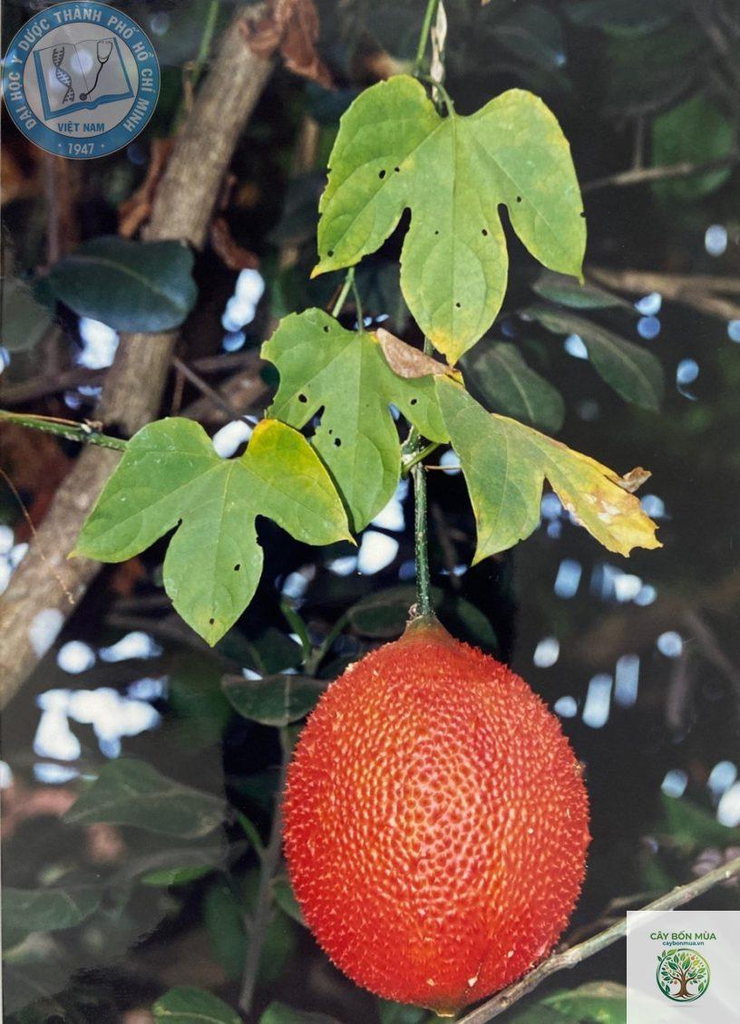 cây gấc - Image 2