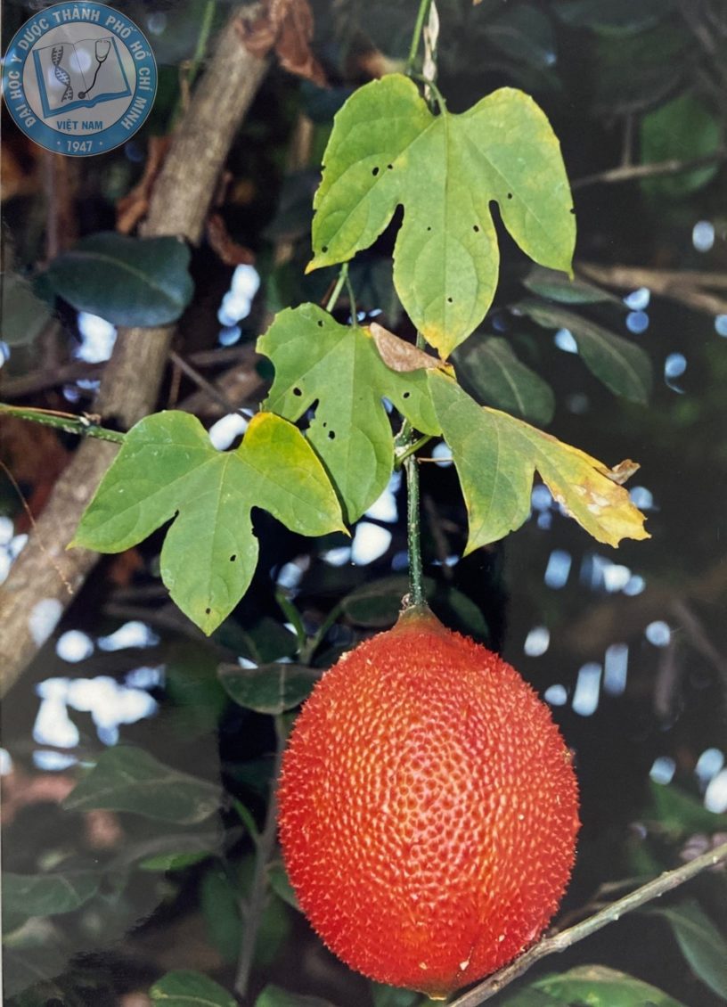 cây gấc - Image 2