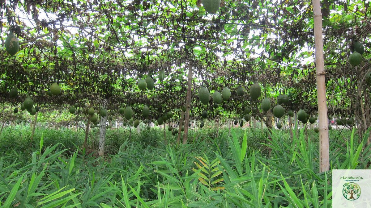 cây gấc rừng - Image 3