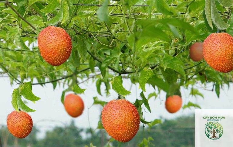 cây gấc tẻ