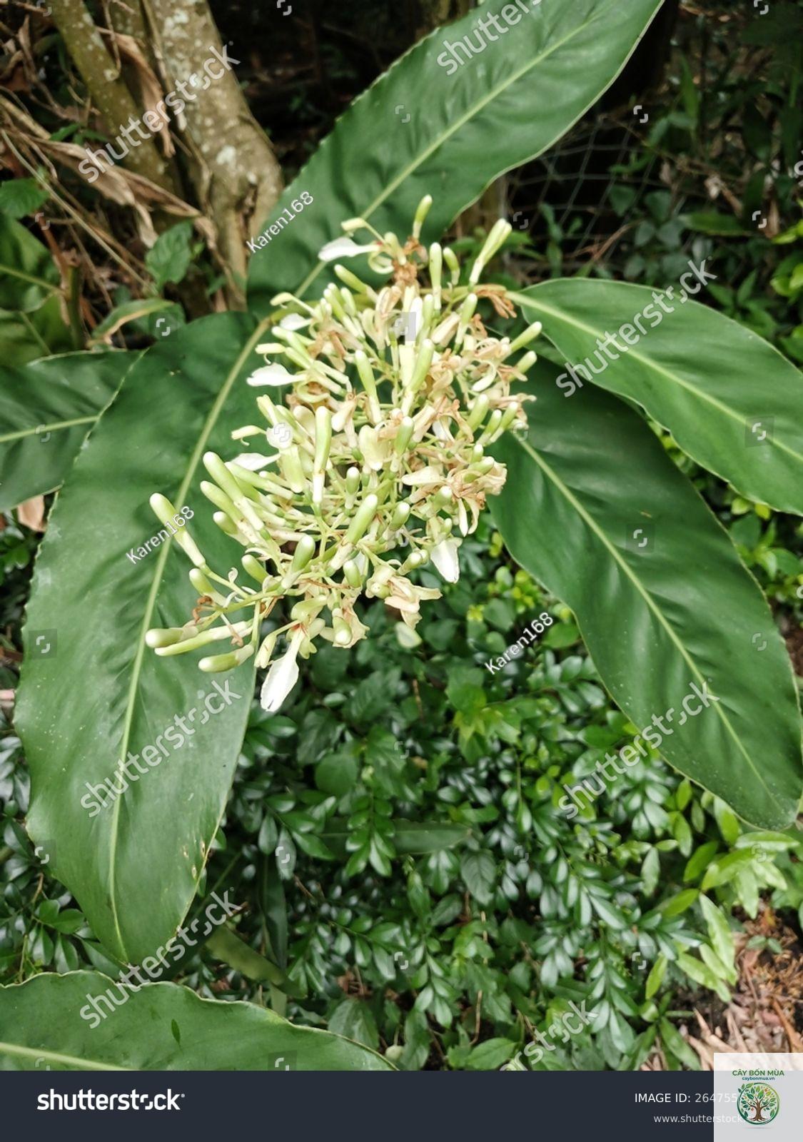 cây galangal - Image 3