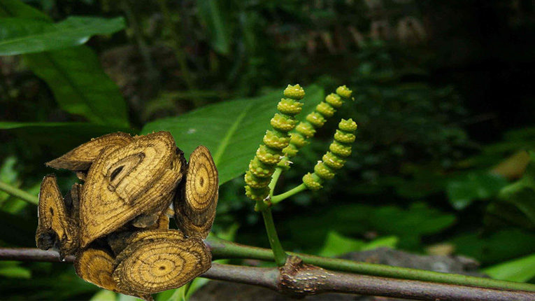 cây gắm - Image 3