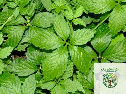 cây giảo cổ lam 11 lá