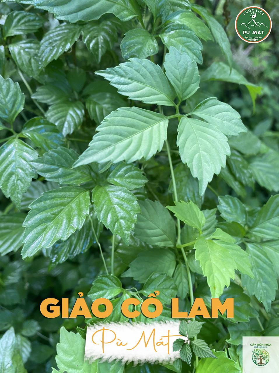 cây giảo cổ lam 5 lá - Image 2