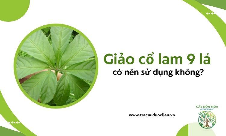 cây giảo cổ lam 9 lá - Image 3