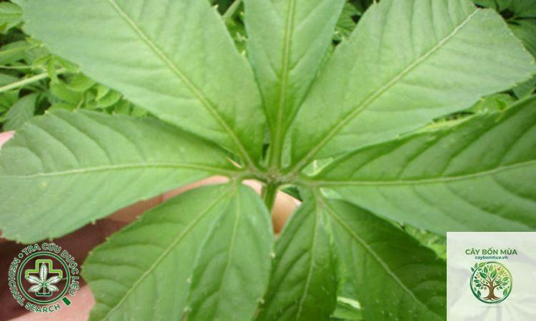 cây giảo cổ lam 9 lá