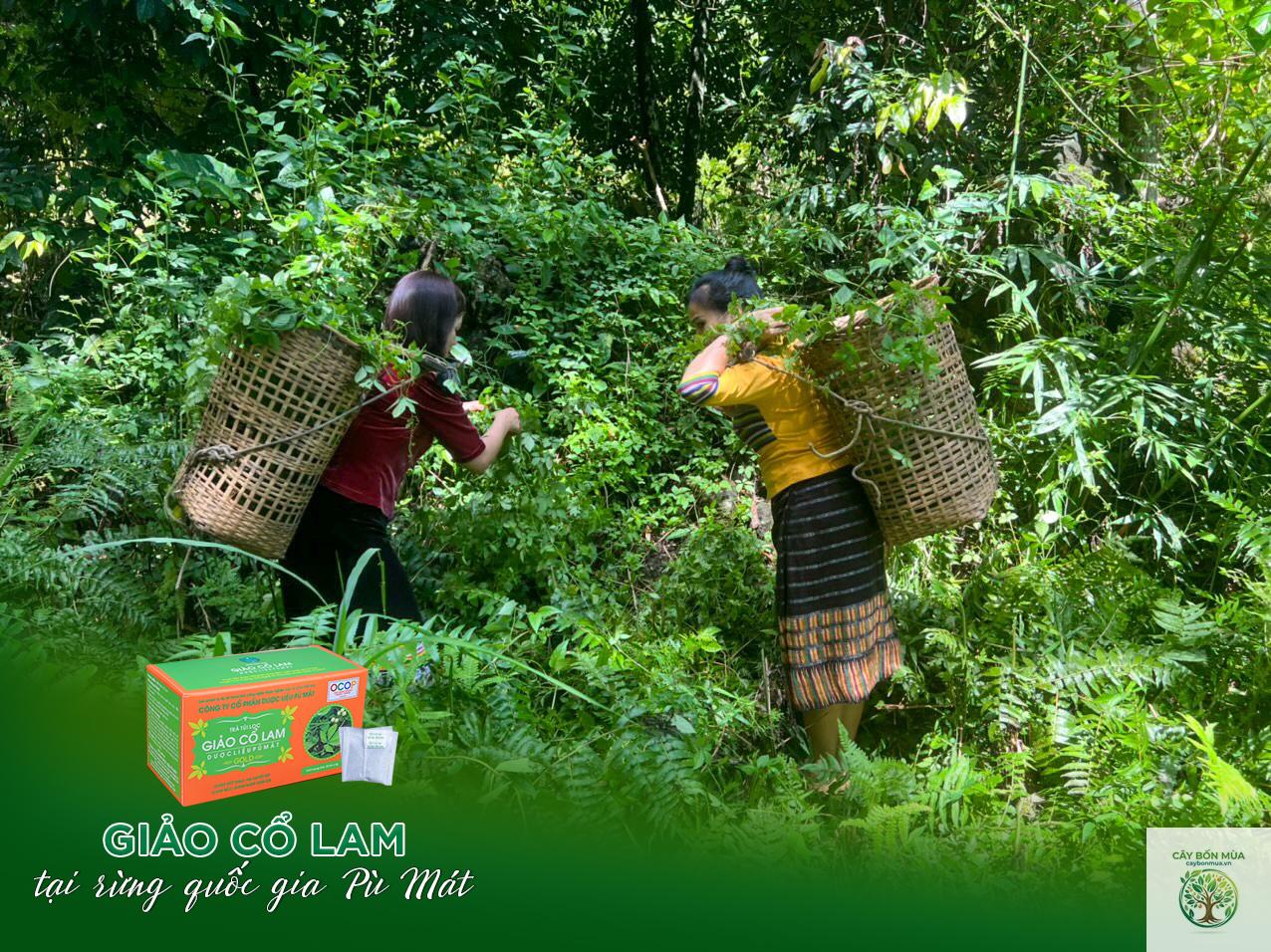 cây giảo cổ lam rừng - Image 5