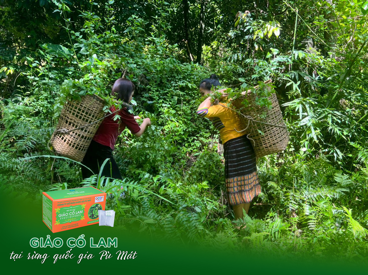 cây giảo cổ lam rừng - Image 5