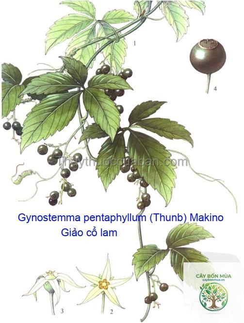 cây giảo cổ lam thân tím - Image 2