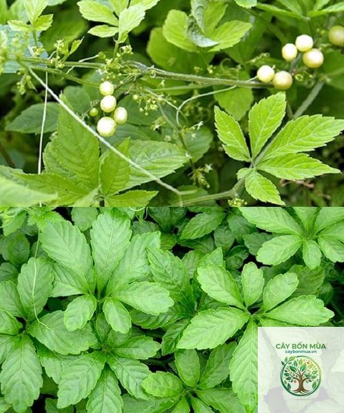 cây giảo cổ lam thân xanh