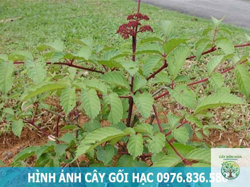 cây gối hạc - Image 5
