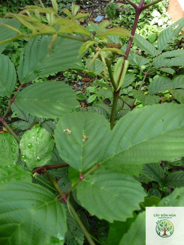cây gối hạc rừng - Image 5