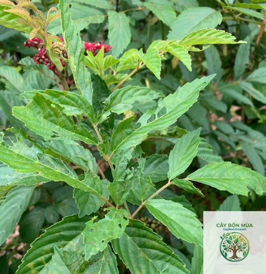 cây gối hạc rừng