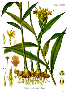 cây gừng